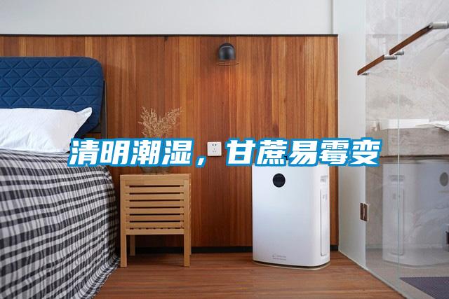 清明潮濕，甘蔗易霉變