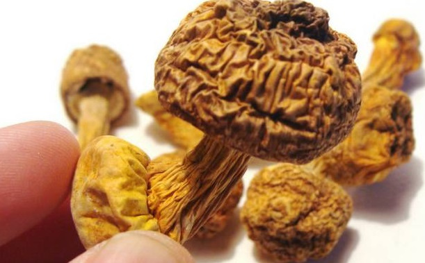 巴西菇、姬松茸烘干機-怎樣烘干色澤好且菇體褶片完整？
