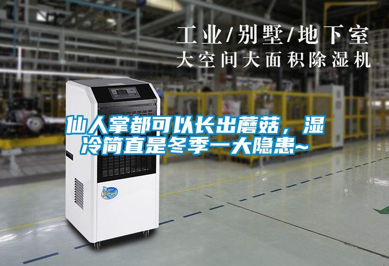 仙人掌都可以長(zhǎng)出蘑菇，濕冷簡(jiǎn)直是冬季一大隱患~