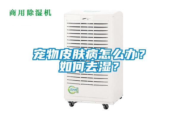 寵物皮膚病怎么辦？如何去濕？