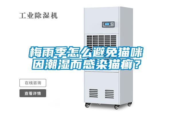 梅雨季怎么避免貓咪因潮濕而感染貓癬？