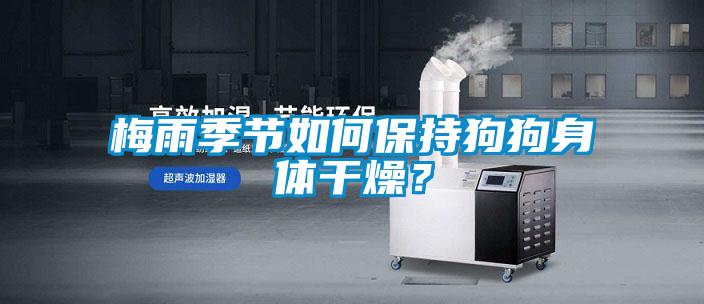梅雨季節(jié)如何保持狗狗身體干燥？