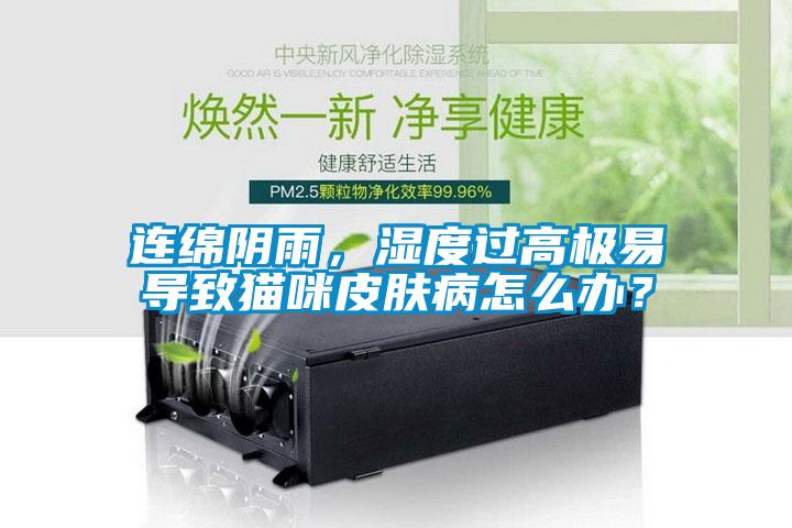 連綿陰雨，濕度過高極易導(dǎo)致貓咪皮膚病怎么辦？