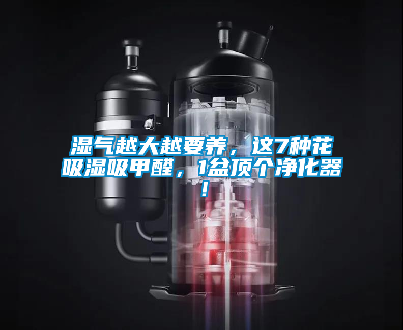 濕氣越大越要養(yǎng)，這7種花吸濕吸甲醛，1盆頂個(gè)凈化器！